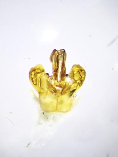 Lasioglossum bimaculatum